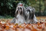 SHIH TZU 188